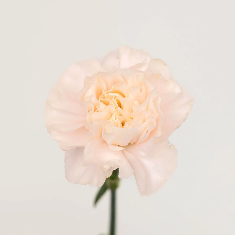 Powder Pink Carnation Flowers Stem - Image