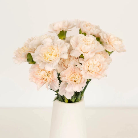 Powder Pink Carnation Flowers Vase - Image