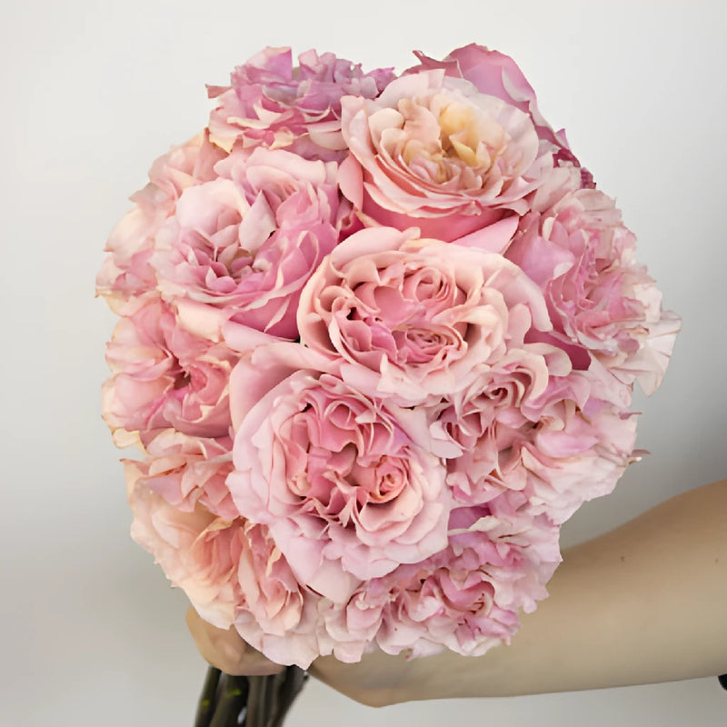 Powder Pink Garden Wholesale Rose Bunch in a hand
