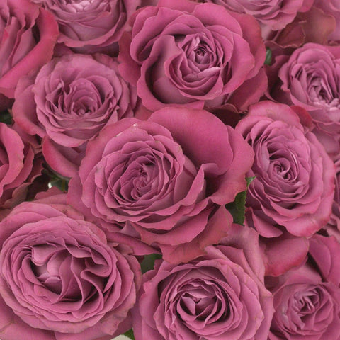 Precious Moments Garden Rose Close Up - Image