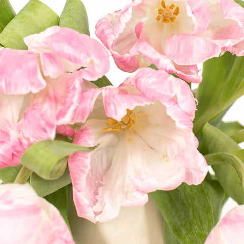 Preppy Pink Parrot Tulip Flower Stem - Image