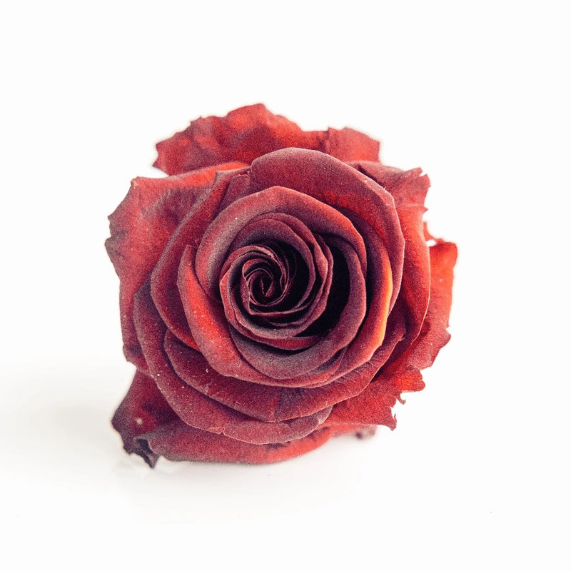 Preserved Aurora Red Close Up - Image