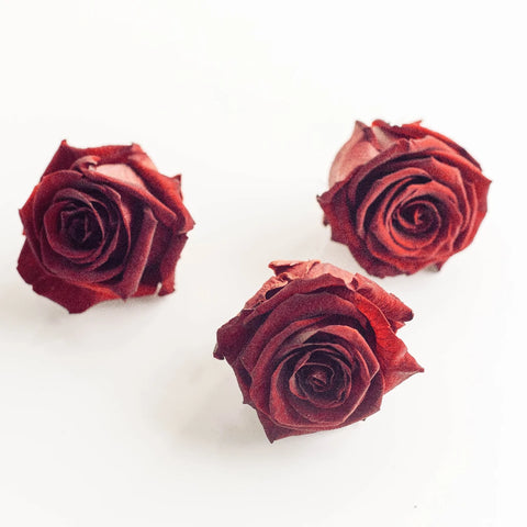 Preserved Aurora Red Stem - Image