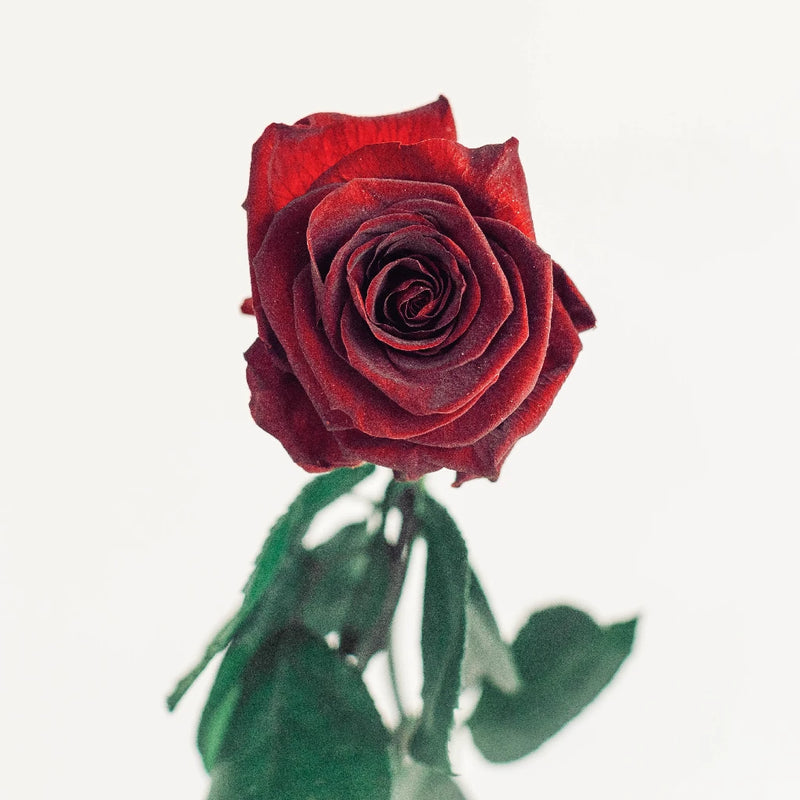 Preserved Aurora Red Vase - Image