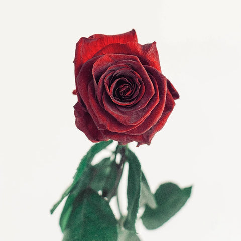 Preserved Aurora Red Vase - Image