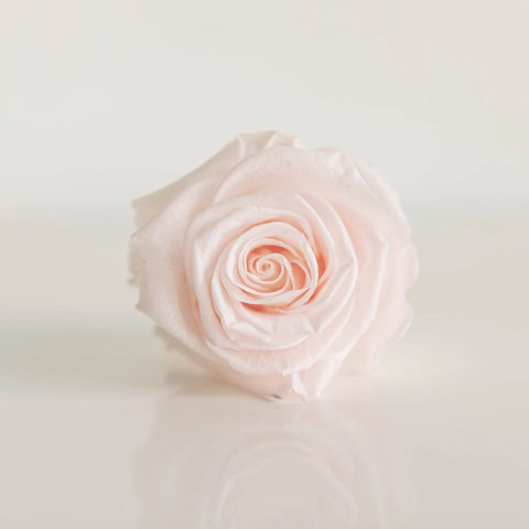 Preserved Baby Light Pink Rose Close Up - Image