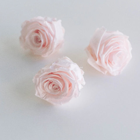 Preserved Baby Light Pink Rose Stem - Image
