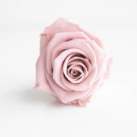 Preserved Blush Rose Close Up - Image
