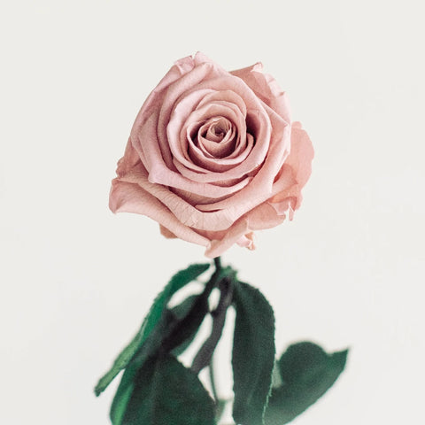 Preserved Blush Rose Vase - Image