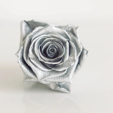 Preserved Chimborazo Silver Rose Close Up - Image