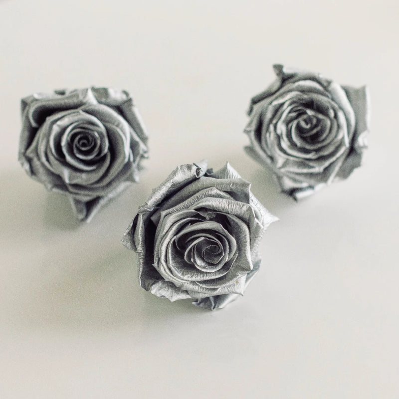 Preserved Chimborazo Silver Rose Stem - Image