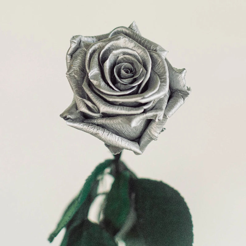 Preserved Chimborazo Silver Rose Vase - Image