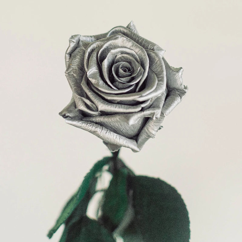 SILVER-ROSE / 薔薇  デモテープ Buy Wholesale Preserved Silver Roses in Bulk - FiftyFlowers