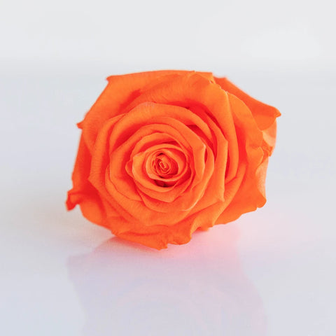 Preserved Classic Orange Rose Close Up - Image