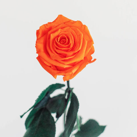 Preserved Classic Orange Rose Vase - Image