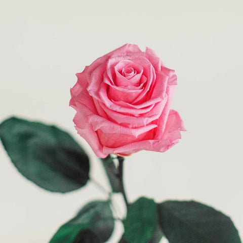 Preserved Classic Pink Rose Vase - Image