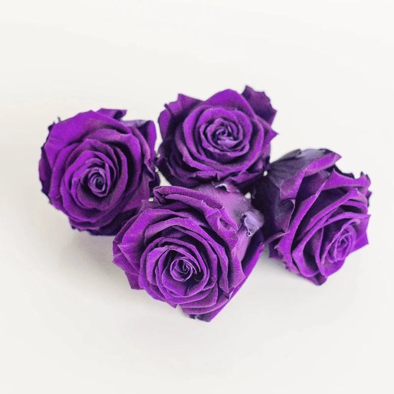 Preserved Classic Purple Rose Apron - Image