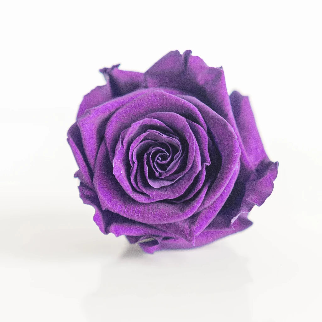Buy Wholesale Preserved Classic Purple Rose in Bulk - FiftyFlowers