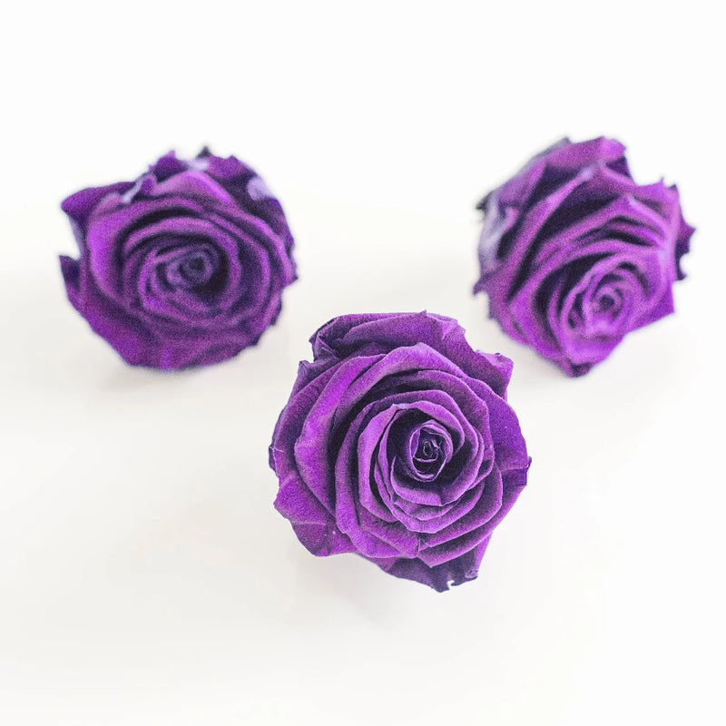 Preserved Classic Purple Rose Stem - Image
