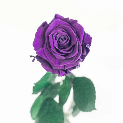 Preserved Classic Purple Rose Vase - Image