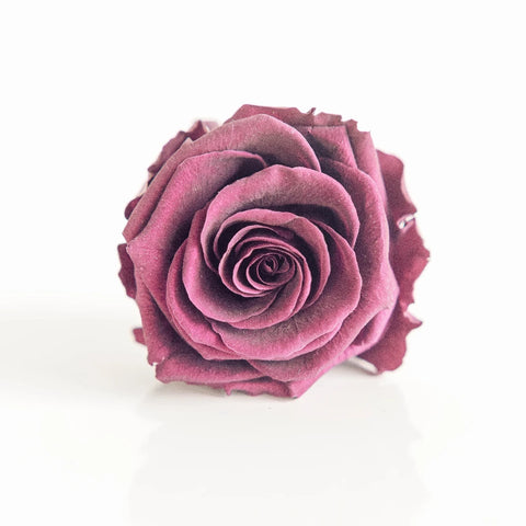 Preserved Cranberry Rose Close Up - Image