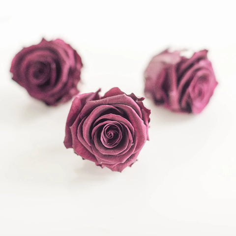 Preserved Cranberry Rose Stem - Image