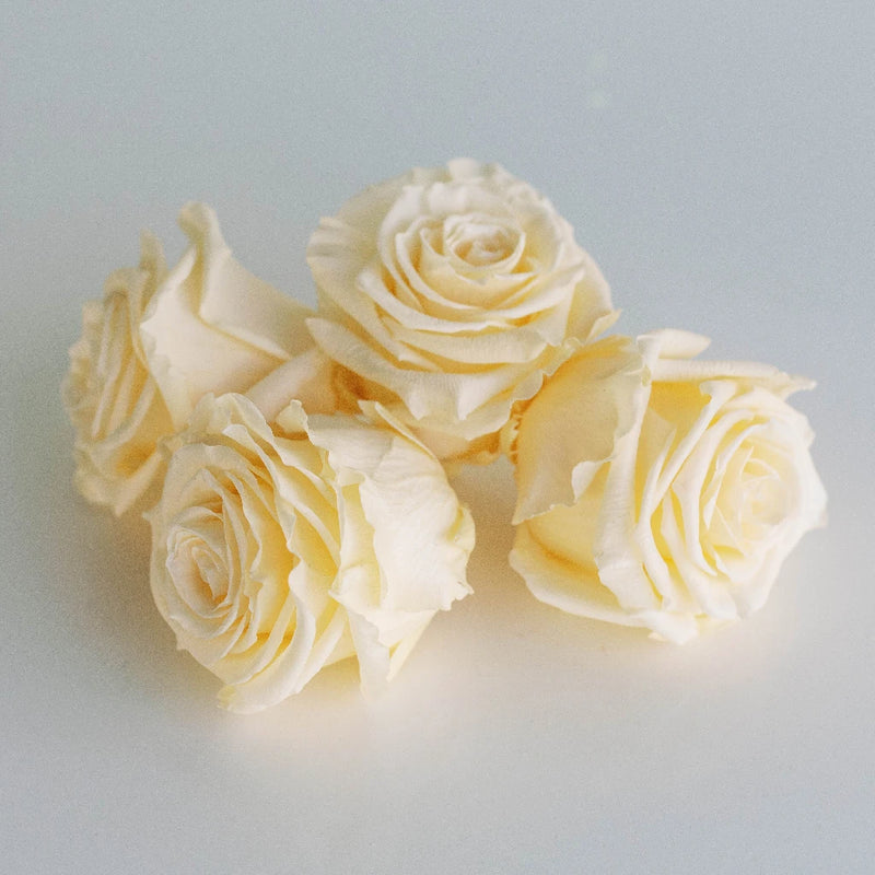 Preserved Cream Rose Apron - Image