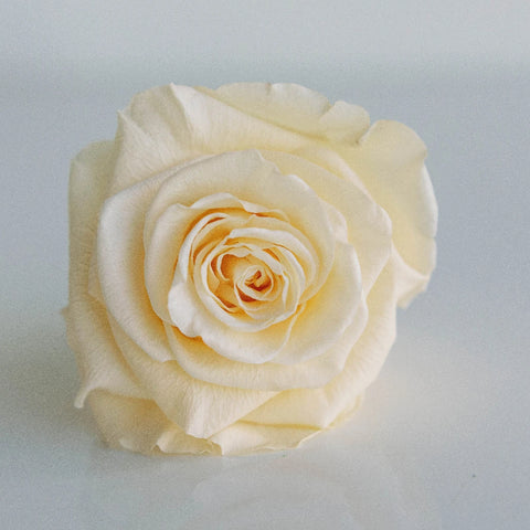 Preserved Cream Rose Close Up - Image