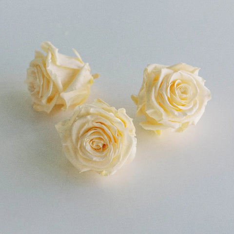 Preserved Cream Rose Stem - Image