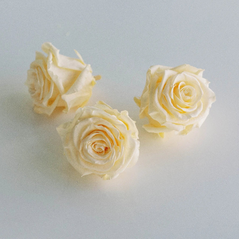 Preserved Cream Rose Stem - Image