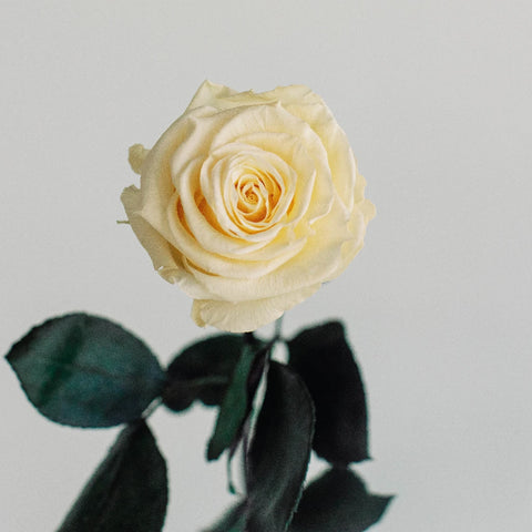 Preserved Cream Rose Vase - Image