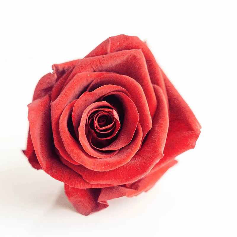 Preserved Deep Red Rose Close Up - Image