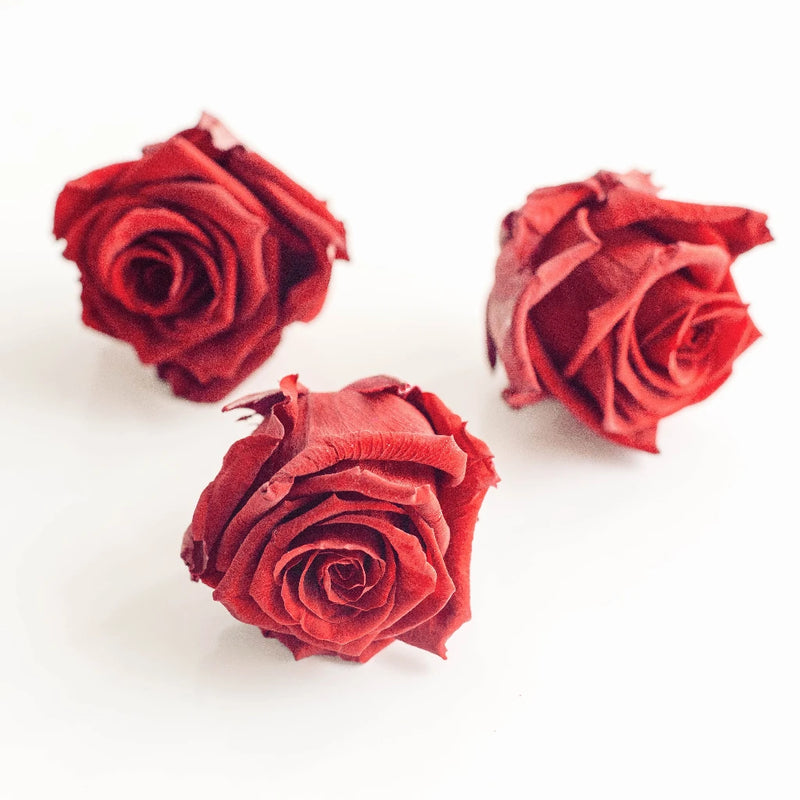 Preserved Deep Red Rose Stem - Image