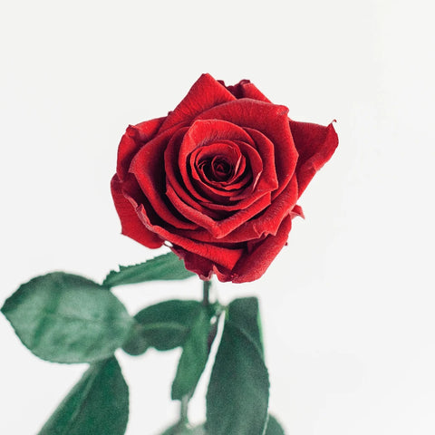 Preserved Deep Red Rose Vase - Image