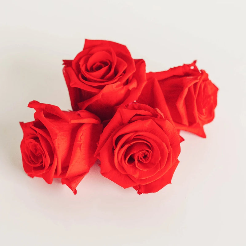 Preserved Frank Red Rose Apron - Image