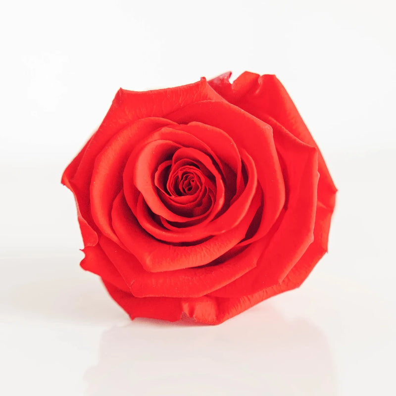 Preserved Frank Red Rose Close Up - Image