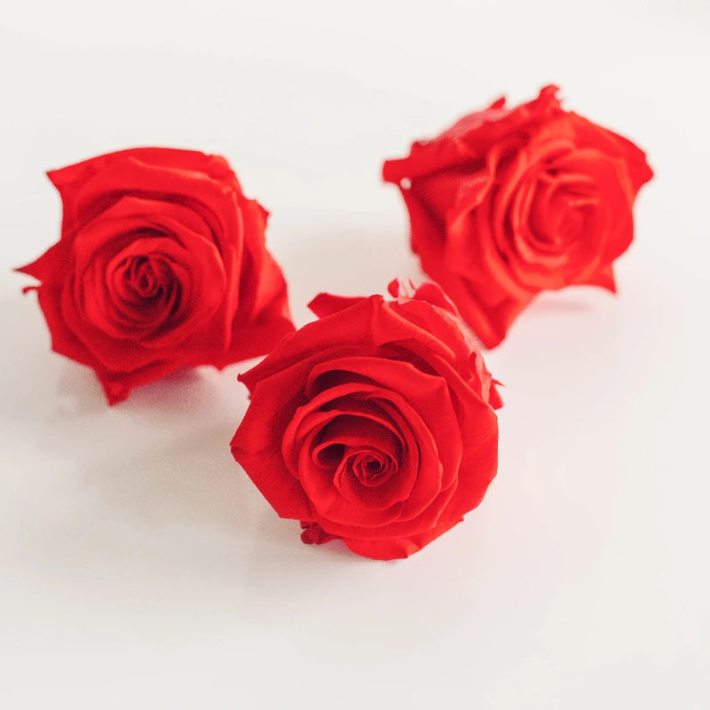 Preserved Frank Red Rose Stem - Image