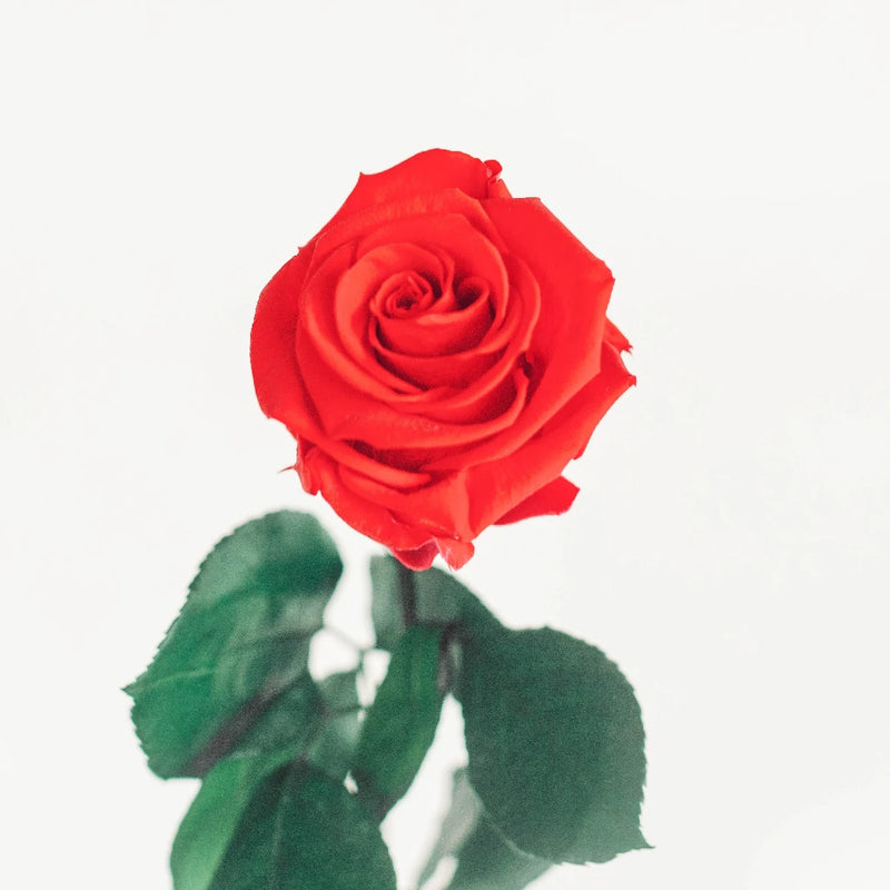 Preserved Frank Red Rose Vase - Image