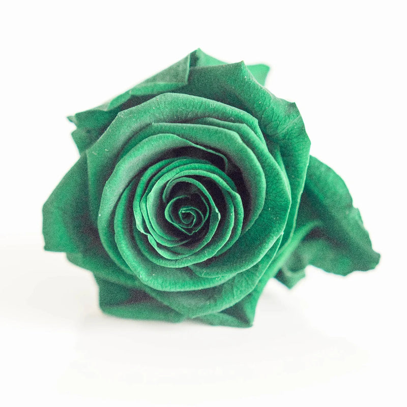 Preserved Green Rose Close Up - Image