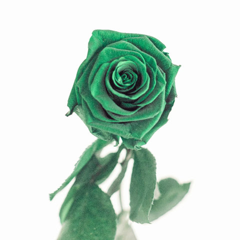 Preserved Green Rose Vase - Image