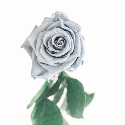 Preserved Grey Rose Vase - Image