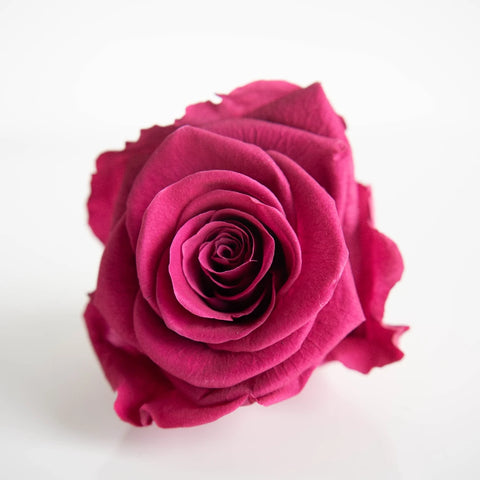 Preserved Hot Pink Rose Close Up - Image