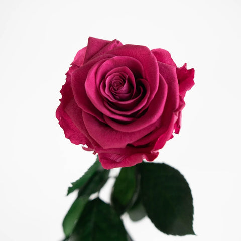 Preserved Hot Pink Rose Vase - Image