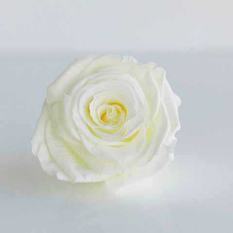 Preserved Ivory Rose Close Up - Image