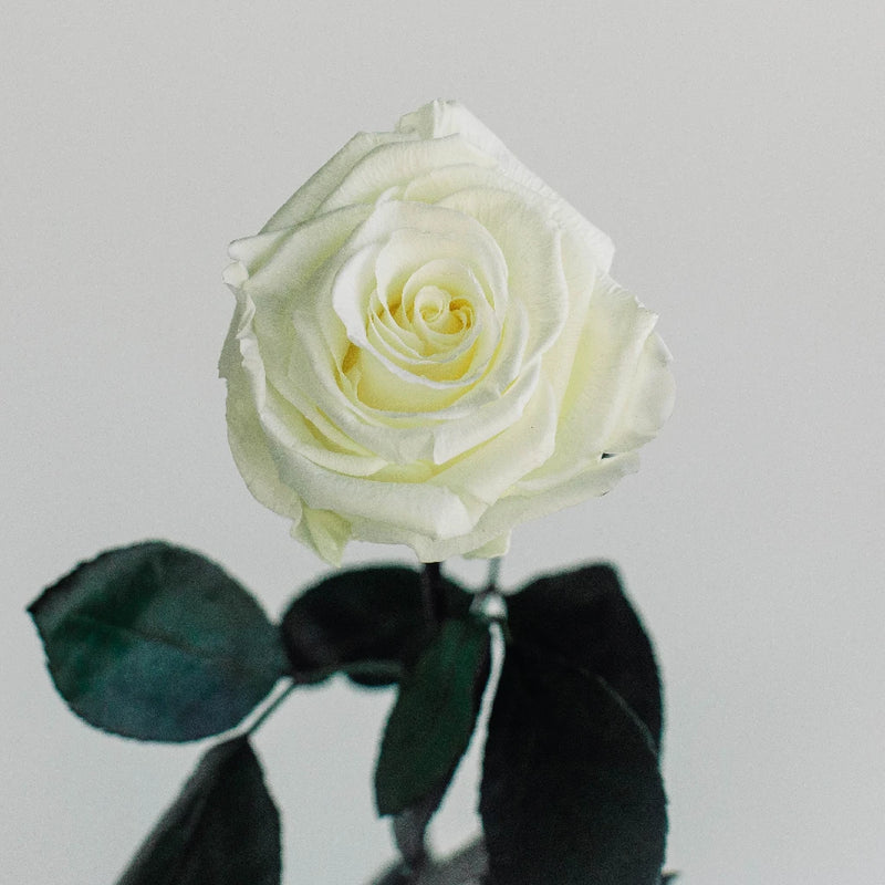 Preserved Ivory Rose Vase - Image
