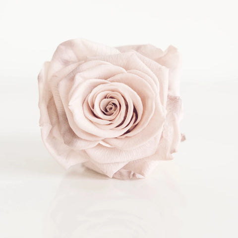 Preserved Mother Of Pearl Rose Close Up - Image