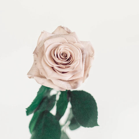 Preserved Mother Of Pearl Rose Vase - Image