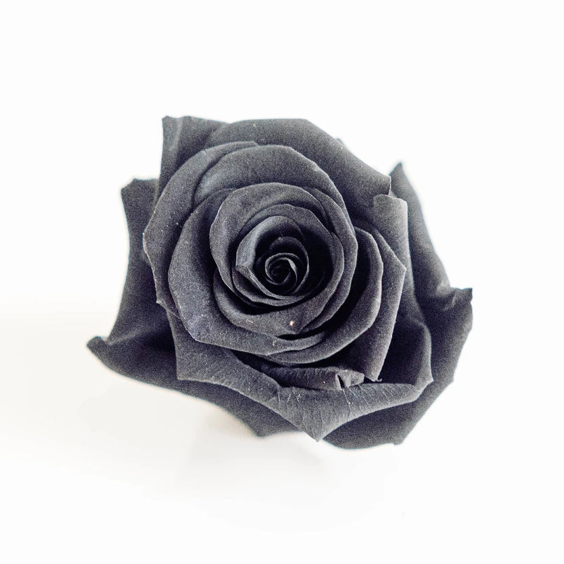 Preserved Night Black Rose Close Up - Image