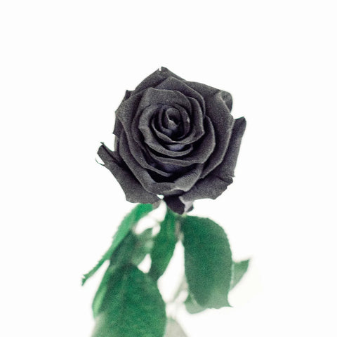 Preserved Night Black Rose Vase - Image