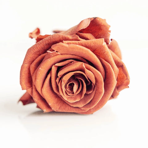 Preserved Oak Brown Rose Close Up - Image
